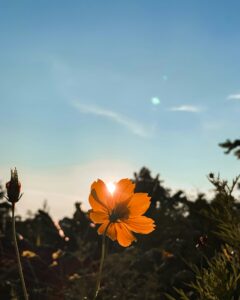 Sunset behind a vibrant orange flower.